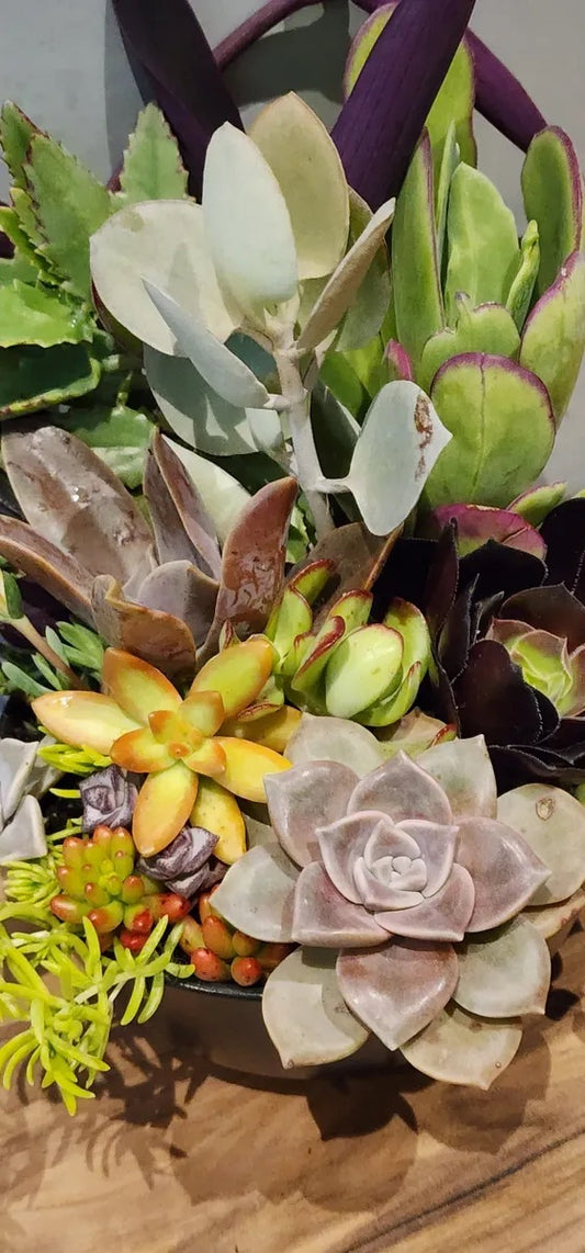 Plant Burst Specialty Pot
