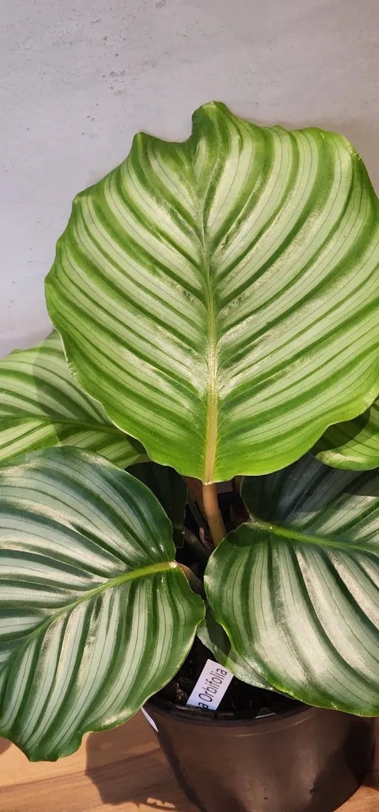 Calathea Orbifolia Houseplant