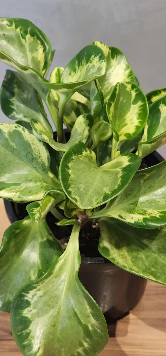 Peperomia Marble