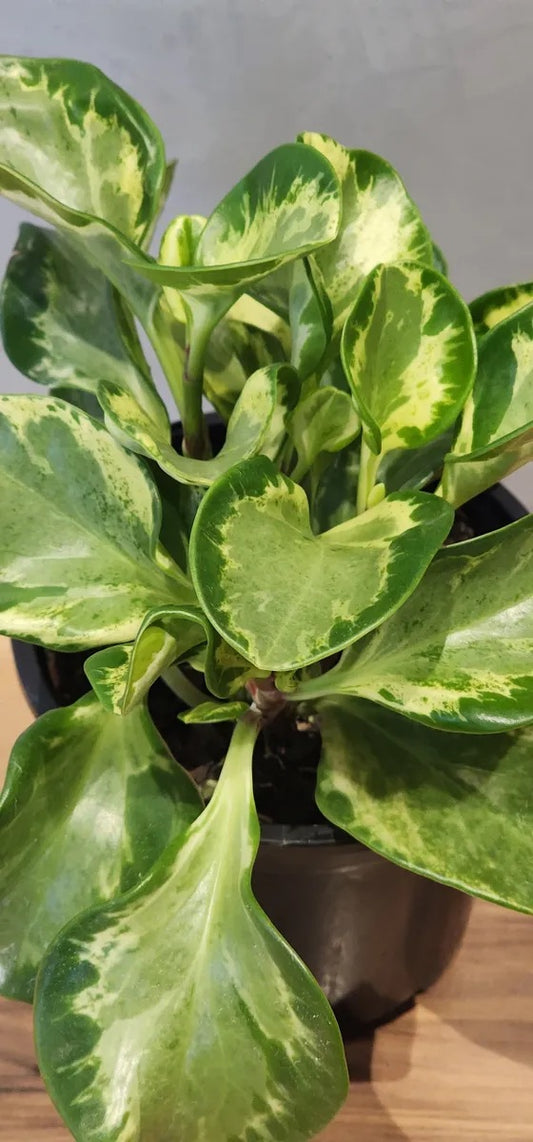 Peperomia Marble
