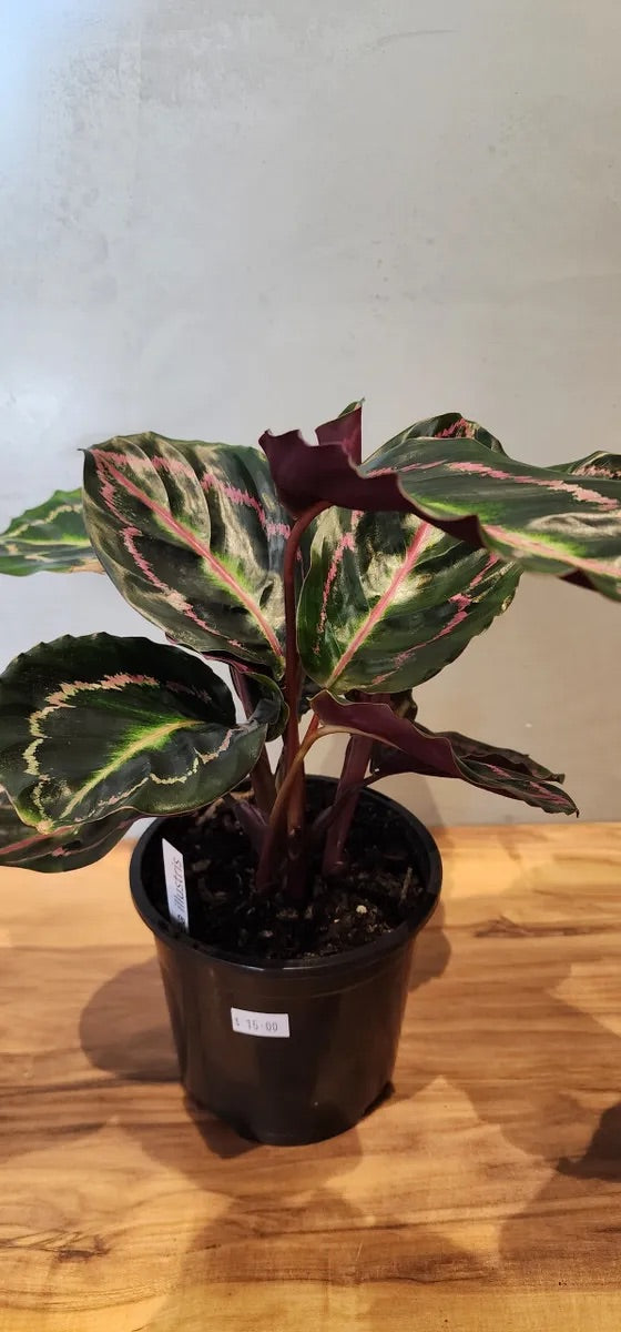 Calathea Illustris Houseplant