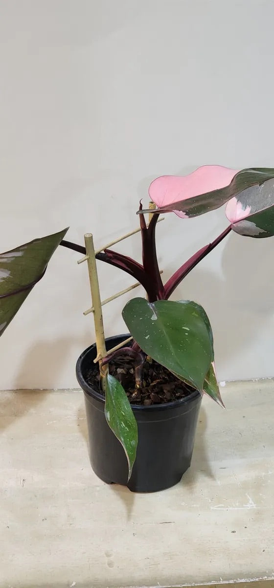 Philodendron Pink Princess Marble