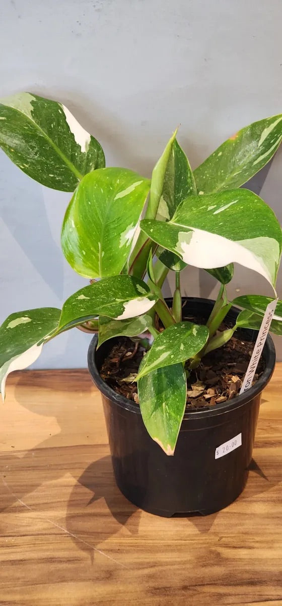 Philodendron White Princess Houseplant