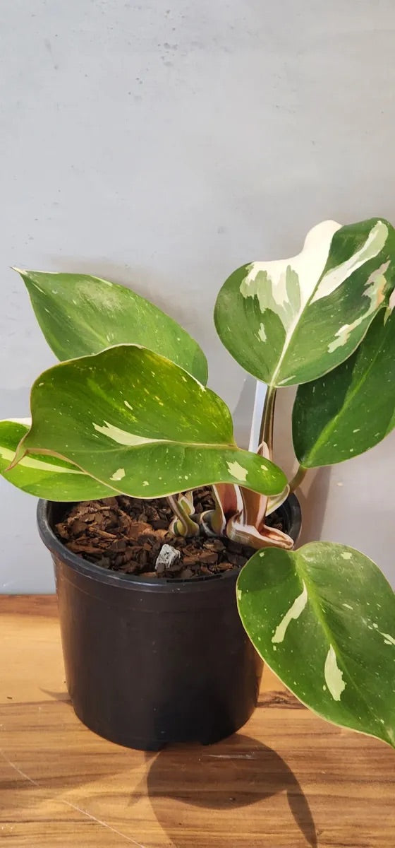 Philodendron White Princess Houseplant