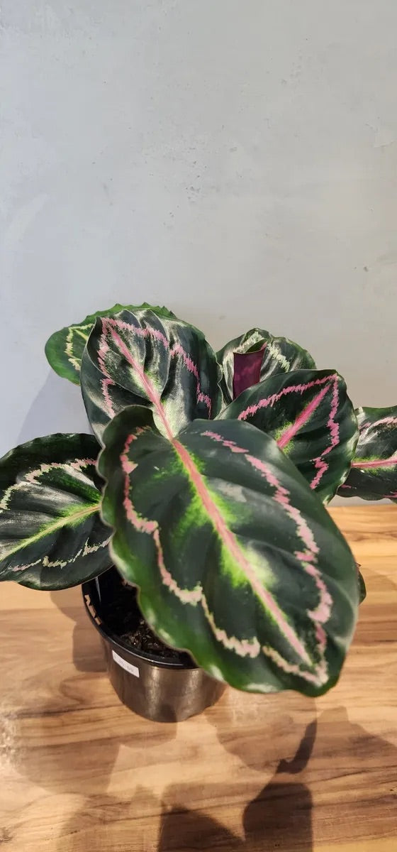 Calathea Illustris Houseplant