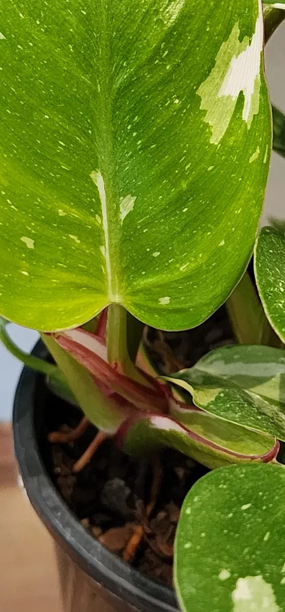 Philodendron White Princess Houseplant