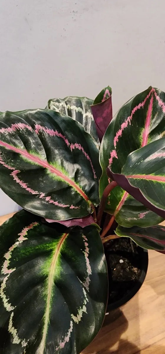 Calathea Illustris Houseplant