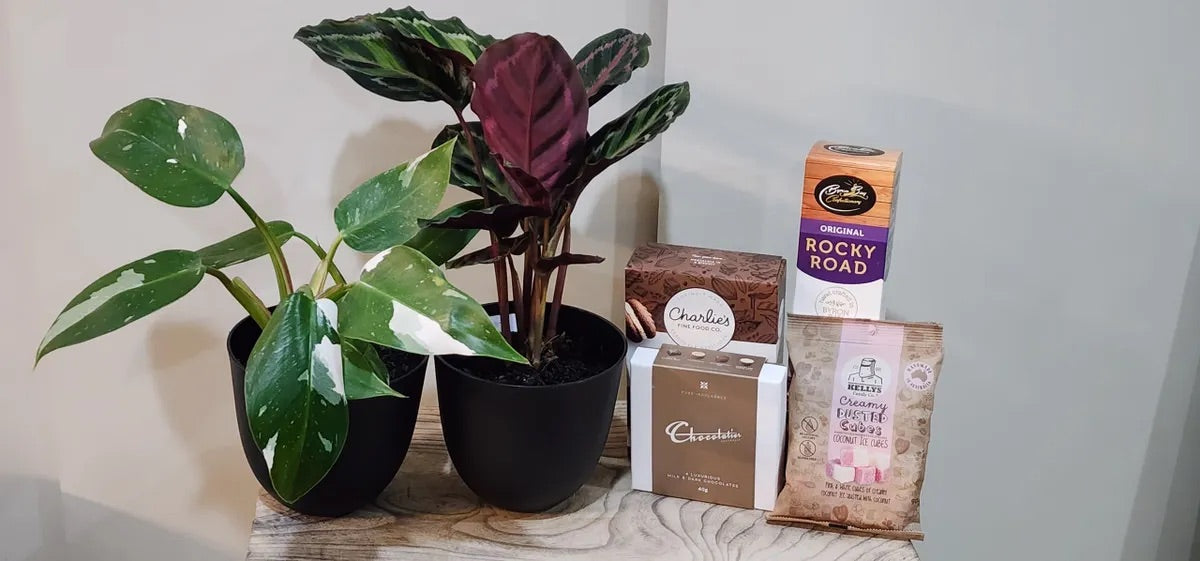 Plant and Sweet Box