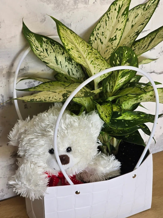 Bear & Plant Hamper
