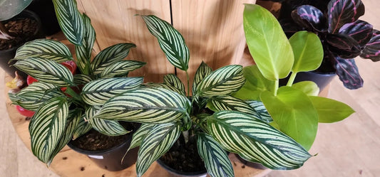 Plant Subscription Gift